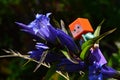 LEGO Minecraft female figure of Alex trying to reach blue flowering Willow Gentian plant, latin name Gentiana Asclepiadea