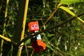 LEGO Minecraft figure of Alex climbing on side branch of Phyllostachys bamboo plant in dense bamboo forest, looking forward.