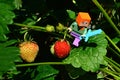 LEGO Minecraft figure of Alex with diamond sword traversing on strawberry plant to cut some red mature strawberries in garden.