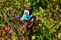 LEGO Minecraft figure of Steve climbing on branch of European Blueberries shrub, latin name Vaccinium Myrtillus