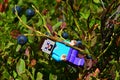LEGO Minecraft figure of Steve climbing on branch of European Blueberries shrub, latin name Vaccinium Myrtillus