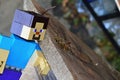 LEGO Minecraft figure of Steve just discovered two Paper wasps, latin name Polistes Gallicus