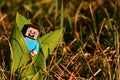 LEGO Minecraft figure of Steve is peeping out of young spring Tulip leaves in garden lawn.