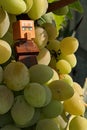 LEGO Minecraft figure of villager standing in bunch of grapes