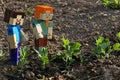 LEGO Minecraft figures of Steve and Alex checking fresh spring sprouts of pea.