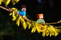 LEGO Minecraft figures of Steve and Alex hanging on spring yellow flowering branch of Forsythia Intermedia plant