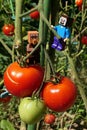 LEGO Minecraft figures of Steve and villager mob climbing on tomatoes.