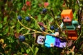 LEGO Minecraft heroes Steve and Alex climbing on branch of European Blueberries shrub, latin name Vaccinium Myrtillus.