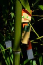 LEGO Minecraft large action figure of Alex climbing on main stalk of real bamboo plant of Phyllostachys genus Royalty Free Stock Photo