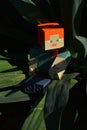 LEGO Minecraft large action figure of main hero Alex sitting on evergreen long spiky leaves of Yucca plant Royalty Free Stock Photo