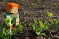 LEGO Minecraft large figure of Alex is checking spring pea Royalty Free Stock Photo