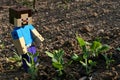 LEGO Minecraft large figure of Alex is happy above as he found spring pea (pisum sativum) sprouts Royalty Free Stock Photo