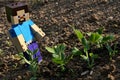 LEGO Minecraft large figure of Alex is happy above as he found spring pea (pisum sativum) sprouts Royalty Free Stock Photo