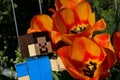 LEGO Minecraft large figure of main character Steve adoring beautiful Didier\'s Tulip flowers