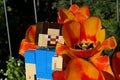 LEGO Minecraft large figure of main character Steve adoring beautiful Didier\'s Tulip flowers