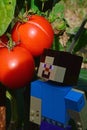 LEGO Minecraft large figure of Steve looking at slightly over-riped, cracked fresh red tomatoes
