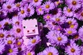 LEGO Minecraft large pig mob figure hidden in blossoming pink to violet flowers of Bush Aster