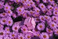 LEGO Minecraft large pink pig animal walking through dense blossoming pink daisies flowers