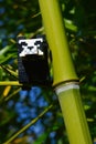 LEGO Minecraft small Panda Bear Mob sitting on side branch of bamboo plant from Phyllostachys genus, near main stalk node