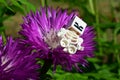 LEGO Minecraft small skeleton figure relaxing in purple decorative garden flower of Astraceae family, summer daylight sunshine.