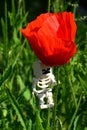 LEGO Minecraft small skeleton mob figure hanging on stalk of red flowering Common Poppy flower, latin name Papaver Rhoeas