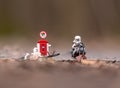 Lego star wars minifigure stormtrooper on speeder bike looking for fuel Royalty Free Stock Photo