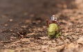 Lego star wars minifigure tusken rider riding on dewback and read newspaper