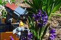 LEGO toy robot Wall-E from Disney Pixar science fiction movie of the same name adoring blue Hyacinth flower