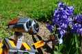 LEGO toy robot Wall-E from Disney Pixar science fiction movie of the same name touching blue Hyacinth flower