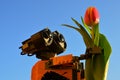 LEGO Wall-E robot figure from Pixar animated movie examining orange tulip flower, blue skies in background.