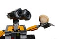 LEGO Wall-E robot holding bivalve seashell called Common Cockle, latin name Cerastoderma Edule, n his left arm, white background.