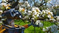 LEGO Wall-E robot model from Disney Pixar animated science fiction movie examining blossoming white spring flowers Royalty Free Stock Photo