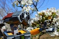 LEGO Wall-E robot model from Disney Pixar animated science fiction movie examining blossoming white spring flowers