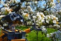LEGO Wall-E robot model from Disney Pixar animated science fiction movie examining blossoming white spring flowers Royalty Free Stock Photo