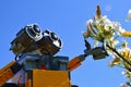 LEGO Wall-E robot model from Disney Pixar animated science fiction movie touches blossoming white spring flowers Royalty Free Stock Photo