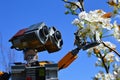 LEGO Wall-E robot model from Disney Pixar animated science fiction movie touches blossoming white spring flowers Royalty Free Stock Photo
