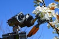 LEGO Wall-E robot model from Disney Pixar animated science fiction movie touching blossoming white spring flowers Royalty Free Stock Photo