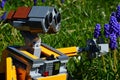 LEGO Wall-E robot model from Disney Pixar CGI science fiction movie touching spring flowering Grape Hyacinth flowers Royalty Free Stock Photo