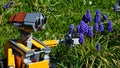 LEGO Wall-E robot model from Disney Pixar CGI science fiction movie touching spring flowering Grape Hyacinth flowers