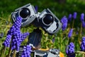 LEGO Wall-E robot model head from Disney Pixar science fiction movie hidden behind beatiful flowering blue Grape Hyacinth flowers. Royalty Free Stock Photo