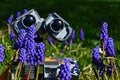 LEGO Wall-E robot model head from Disney Pixar science fiction movie hidden behind beatiful flowering blue Grape Hyacinth Royalty Free Stock Photo