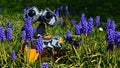 LEGO Wall-E robot model head from Disney Pixar science fiction movie hidden behind beatiful flowering blue Grape Hyacinth Royalty Free Stock Photo
