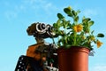 LEGO Wall-E robot from Pixar animated movie adoring yellow flowering Pansy plant, latin name Viola, blue spring skies