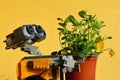 LEGO Wall-E robot from Pixar animated movie carrying plastic pot with fresh Pansy flowers, latin name Viola