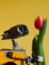 LEGO Wall-E robot from Pixar animated movie examining real orange tulip flower, bright yellow wall in background.