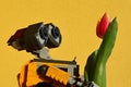 LEGO Wall-E robot from Pixar animated movie examining real orange tulip flower, bright yellow wall in background.