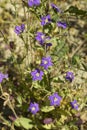 Legousia speculum veneris in bloom