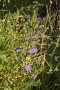 Legousia speculum veneris in bloom