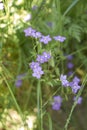 Legousia speculum veneris plant in bloom