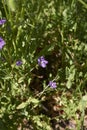 Legousia speculum veneris plant in bloom